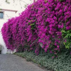 Fast Growing Trees New River Purple Bougainvillea See All Shrubs & Hedges