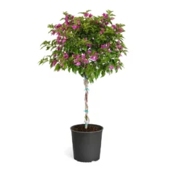 Fast Growing Trees New River Purple Bougainvillea See All Shrubs & Hedges