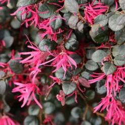 Fast Growing Trees Purple Daydream® Dwarf Loropetalum