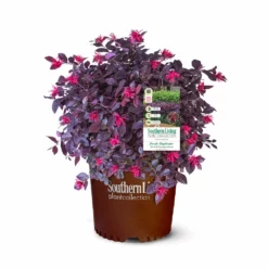 Fast Growing Trees Purple Daydream® Dwarf Loropetalum