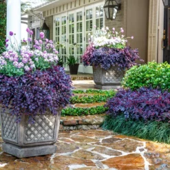 Fast Growing Trees Purple Daydream® Dwarf Loropetalum