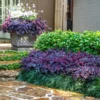 Fast Growing Trees Purple Daydream® Dwarf Loropetalum