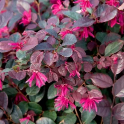 Fast Growing Trees Purple Diamond® Semi-Dwarf Loropetalum 10 Fast Growing Trees Purple Diamond® Semi-Dwarf Loropetalum