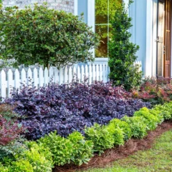 Fast Growing Trees Purple Diamond® Semi-Dwarf Loropetalum