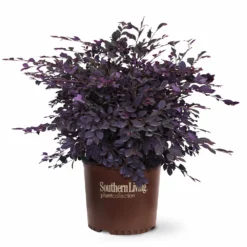 Fast Growing Trees Purple Diamond® Semi-Dwarf Loropetalum 12 Fast Growing Trees Purple Diamond® Semi-Dwarf Loropetalum