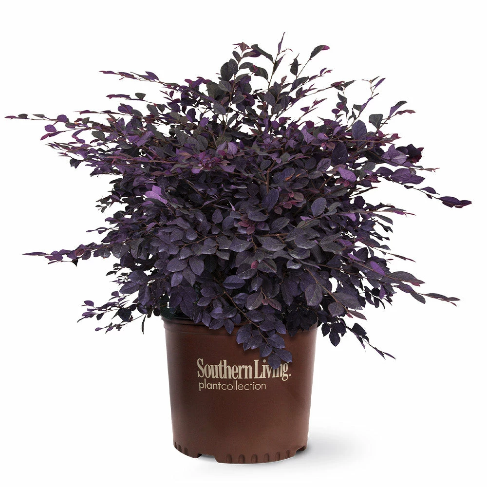 Fast Growing Trees Purple Diamond® Semi-Dwarf Loropetalum 7 Fast Growing Trees Purple Diamond® Semi-Dwarf Loropetalum