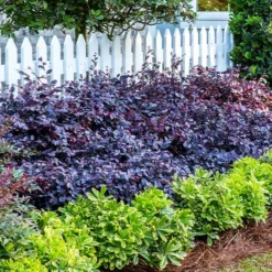 Fast Growing Trees Purple Diamond® Semi-Dwarf Loropetalum