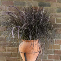 Fast Growing Trees Purple Fountain Grass Ornamental Grasses