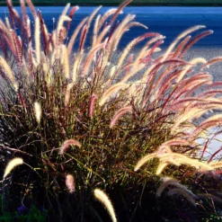 Fast Growing Trees Purple Fountain Grass Ornamental Grasses