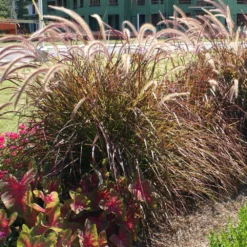 Fast Growing Trees Purple Fountain Grass Ornamental Grasses