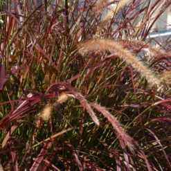 Fast Growing Trees Purple Fountain Grass Ornamental Grasses