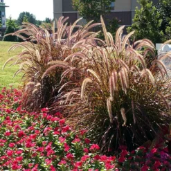 Fast Growing Trees Purple Fountain Grass Ornamental Grasses