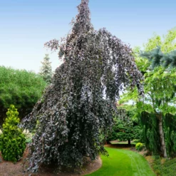Fast Growing Trees Purple Fountain Weeping Beech Tree See All Shade Trees