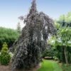 Fast Growing Trees Purple Fountain Weeping Beech Tree See All Shade Trees