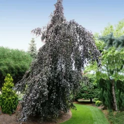 Fast Growing Trees Purple Fountain Weeping Beech Tree See All Shade Trees