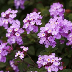 Fast Growing Trees Purple Lantana