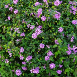 Fast Growing Trees Purple Lantana