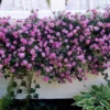 Fast Growing Trees Purple Lantana