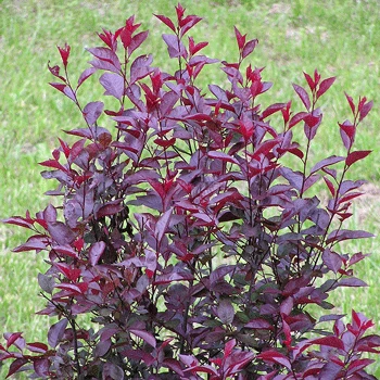 Fast Growing Trees Purpleleaf Sand Cherry Pink Flowers 3 Fast Growing Trees Purpleleaf Sand Cherry Pink Flowers