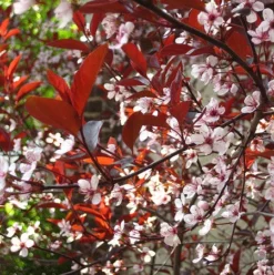 Fast Growing Trees Purpleleaf Sand Cherry Pink Flowers 7 Fast Growing Trees Purpleleaf Sand Cherry Pink Flowers