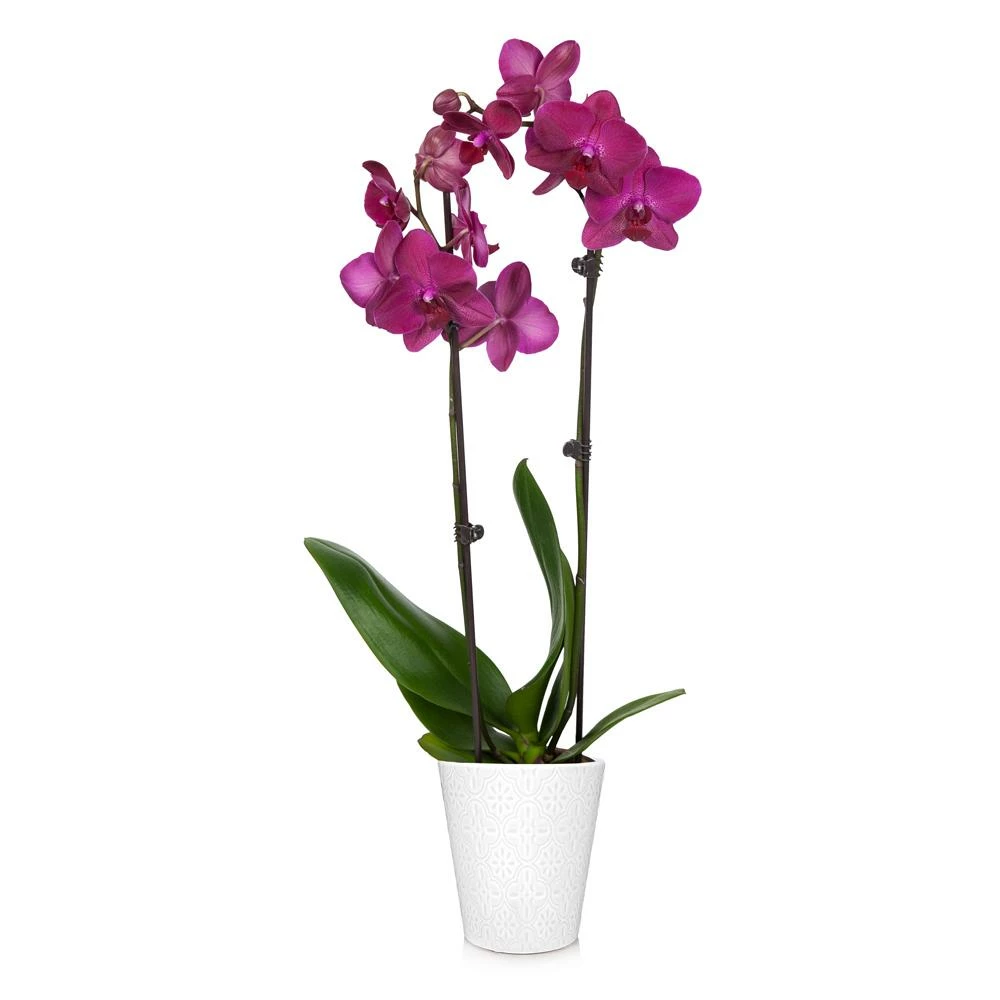 Fast Growing Trees Orchid Plant In White Pot 11 Fast Growing Trees Orchid Plant In White Pot