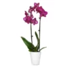 Fast Growing Trees Orchid Plant In White Pot