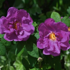 Fast Growing Trees Roses Purple Pavement Rose 7 Fast Growing Trees Roses Purple Pavement Rose