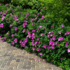 Fast Growing Trees Roses Purple Pavement Rose