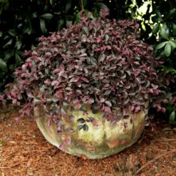 Fast Growing Trees Purple Pixie® Dwarf Weeping Loropetalum