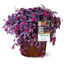 Fast Growing Trees Purple Pixie® Dwarf Weeping Loropetalum
