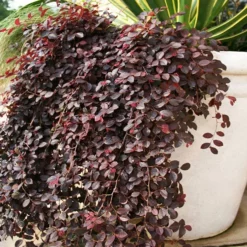 Fast Growing Trees Purple Pixie® Dwarf Weeping Loropetalum