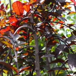 Fast Growing Trees Purple Plunge Weeping Plum Tree