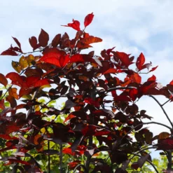 Fast Growing Trees Purple Plunge Weeping Plum Tree