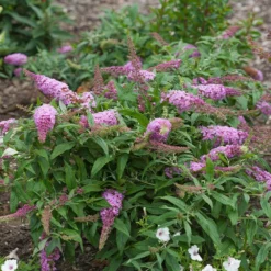 Fast Growing Trees Pugster Pink® Butterfly Bush