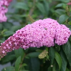 Fast Growing Trees Pugster Pink® Butterfly Bush