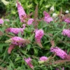 Fast Growing Trees Pugster Pink® Butterfly Bush 1 Fast Growing Trees Pugster Pink® Butterfly Bush