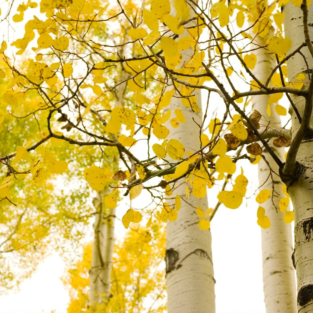 Fast Growing Trees Quaking Aspen Tree 4 Fast Growing Trees Quaking Aspen Tree