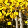 Fast Growing Trees Quaking Aspen Tree 1 Fast Growing Trees Quaking Aspen Tree