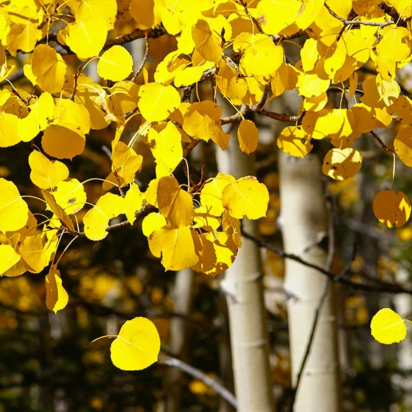 Fast Growing Trees Quaking Aspen Tree 3 Fast Growing Trees Quaking Aspen Tree