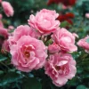Fast Growing Trees Queen Elizabeth Rose