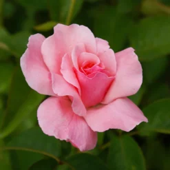 Fast Growing Trees Queen Elizabeth Rose