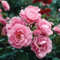 Fast Growing Trees Queen Elizabeth Rose