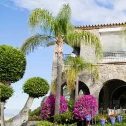 Fast Growing Trees Queen Palm Palm Trees