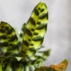 Fast Growing Trees Low Light House Plants Rattlesnake Plant