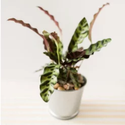 Fast Growing Trees Low Light House Plants Rattlesnake Plant