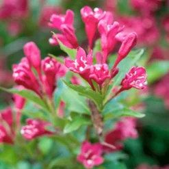 Fast Growing Trees Red Prince Weigela Tree See All Flowering Trees 7 Fast Growing Trees Red Prince Weigela Tree See All Flowering Trees