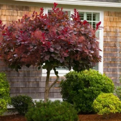 Fast Growing Trees Royal Purple Smoke Tree