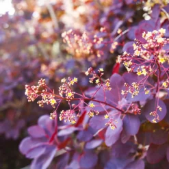 Fast Growing Trees Royal Purple Smoke Tree