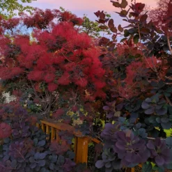 Fast Growing Trees Royal Purple Smoke Tree