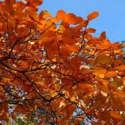Fast Growing Trees Royal Purple Smoke Tree